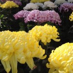 20111116-163206.jpg (美時)