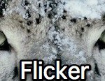 flicker (Link)