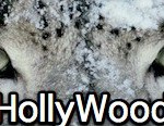 hollywood (Link)
