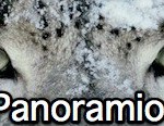 panoram (Link)