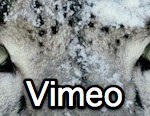 vimeo (Link)