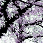 1582 2 (桜の写真はむつかしい2)