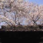 20120402-164652.jpg (桜の写真はむつかしい)