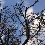20120404-104109.jpg (八重咲き)