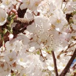 20120406-161033.jpg (桜補正済み)
