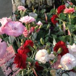 20120418-174046.jpg (Gooday Flower買う気になる陽気)
