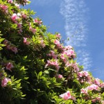 20120426-140423.jpg (惜しみ無くツツジ咲く)