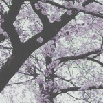 IMG_1582 2 (桜の写真はむつかしい2)