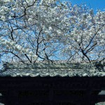 zz20120402-164652 (桜の写真はむつかしい)