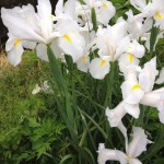 20120503-070729.jpg (散歩の途中)
