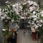 20120508-070551.jpg (ジャスミンアーチ)