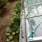 20120516-075633.jpg (ゴーヤの弦)