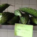 20120723-145956.jpg (グリーンカーテンで獲れたゴーヤ)