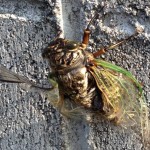 20120725-163354.jpg (変身したて！)