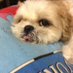 20120922-222536.jpg (プリンを風呂に入れて)