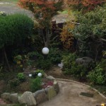 20121121-072824.jpg (すっかり紅葉)