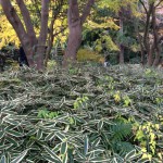 20121129-223327.jpg (三渓園)