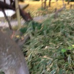 20121129-223501.jpg (三渓園)