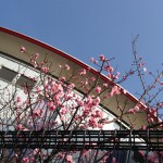 20130227-195132.jpg (春の兆し)