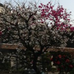 20130328-103242.jpg (また来年！)