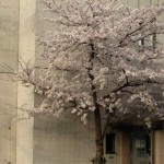 20130328-103254.jpg (また来年！)