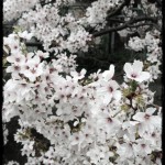 20130329-064515.jpg (まだまだ！)