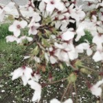 20130329-064540.jpg (まだまだ！)