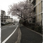 20130329-064600.jpg (まだまだ！)