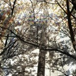 20130329-064612.jpg (まだまだ！)