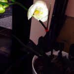 20130706-115513.jpg (胡蝶蘭咲き始め)