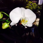 20130708-080513.jpg (咲いた)