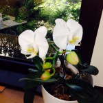 20130711-075503.jpg (二つ咲いた)