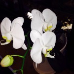 20130716-094352.jpg (三つ目が咲いた)