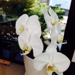 20130722-074836.jpg (五つ咲いた)