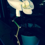 20130926-092026.jpg (7/8日に咲いた胡蝶蘭)