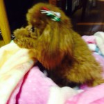 20131226-午後000222.jpg (Marron)