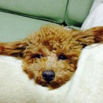 20140122-午前072751.jpg (Maron)