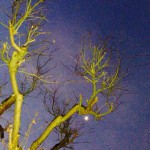 20140123-午前080630.jpg (マロンのオシッコ付き添い)