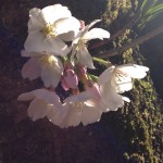 20140331-午後080819.jpg (Sakura)