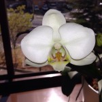 20140402-午後024644.jpg (咲いた)