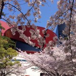 20140404-午後095609.jpg (cherry)