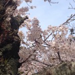 20140404-午後101236.jpg (cherry)