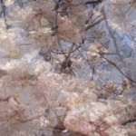 20140404-午後101350.jpg (cherry)