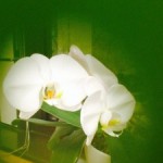 20140417-午後050728.jpg (葉っぱピンホール撮影)