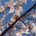IMG_1609 (cherry)