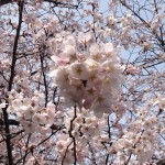 IMG_1649 (cherry)