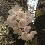 IMG_1652 (cherry)