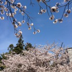 IMG_1656 (cherry)