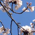 IMG_1657 (cherry)