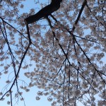 IMG_1665 (cherry)